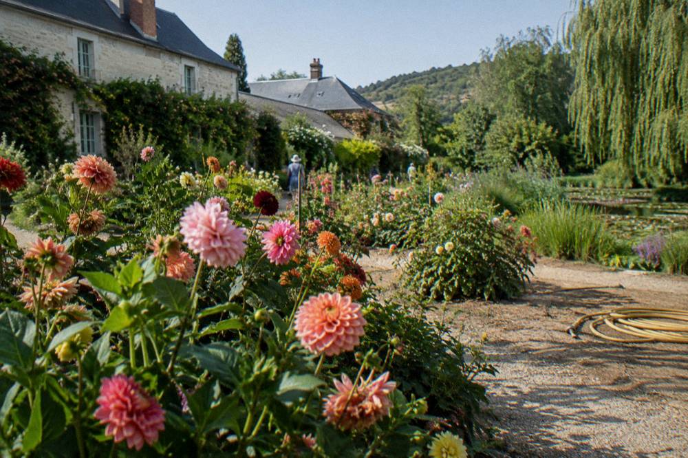 Dahlias and late summer flowers in full bloom along a garden path in Giverny